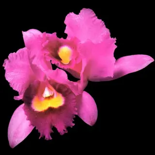 Cover of Orchid