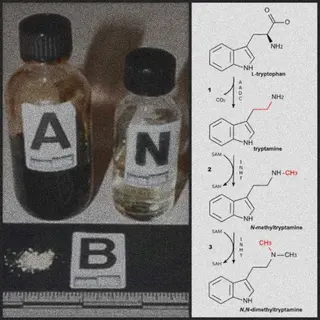 Cover of DMT